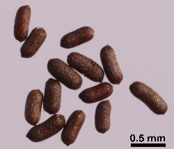 Hypericum montanum seeds.
 © Landcare Research 2010 